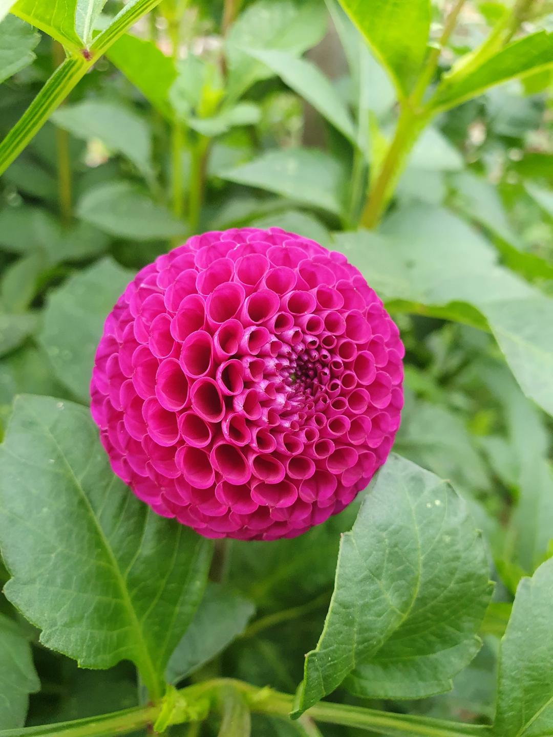 Dahlia Rocco