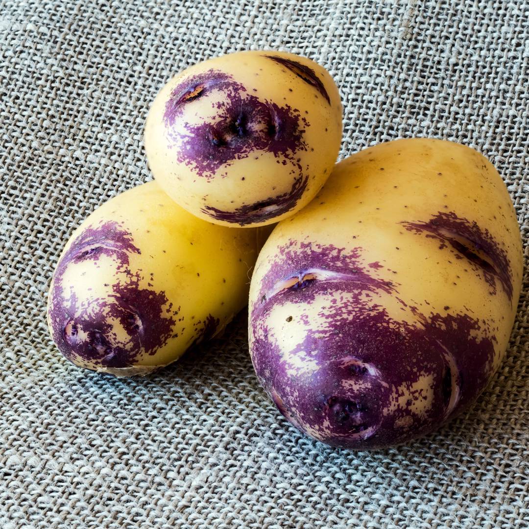 Potatis Blue Belle