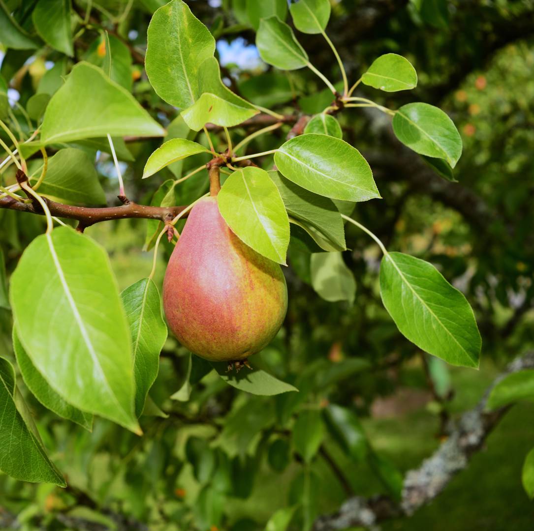 Päronträd Clapp's Favourite