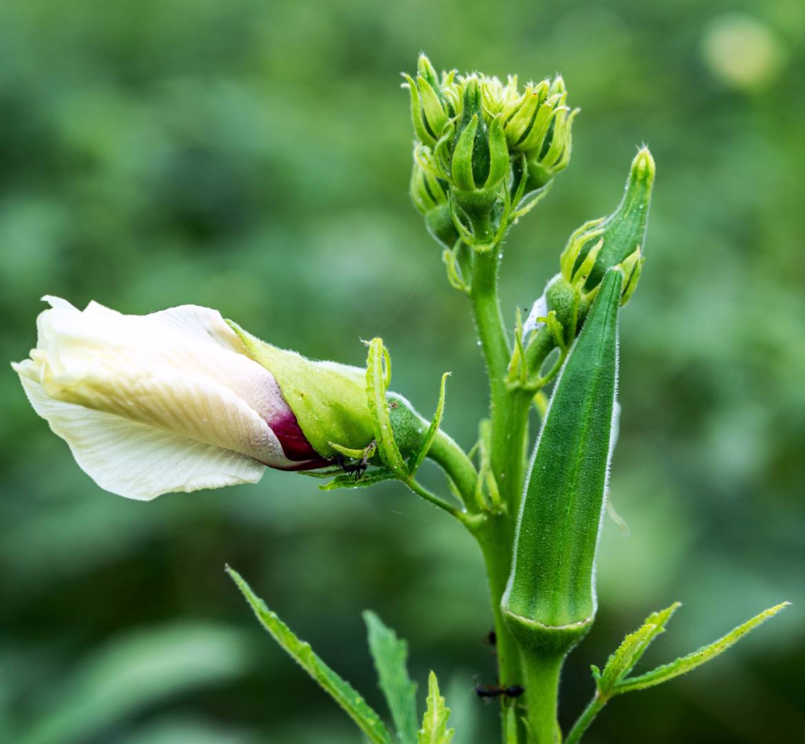 Okra 