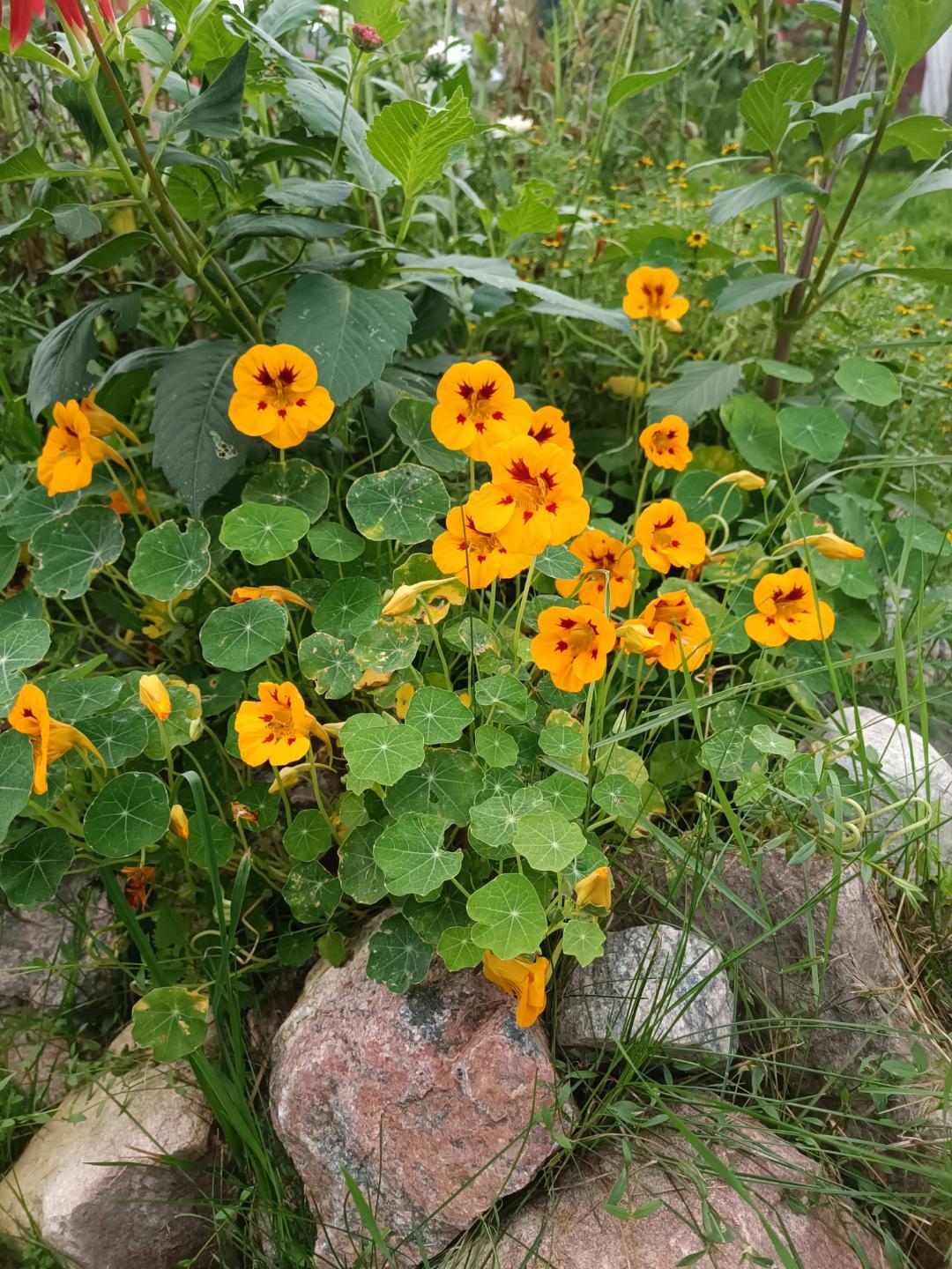 Blomsterkrasse Ladybird