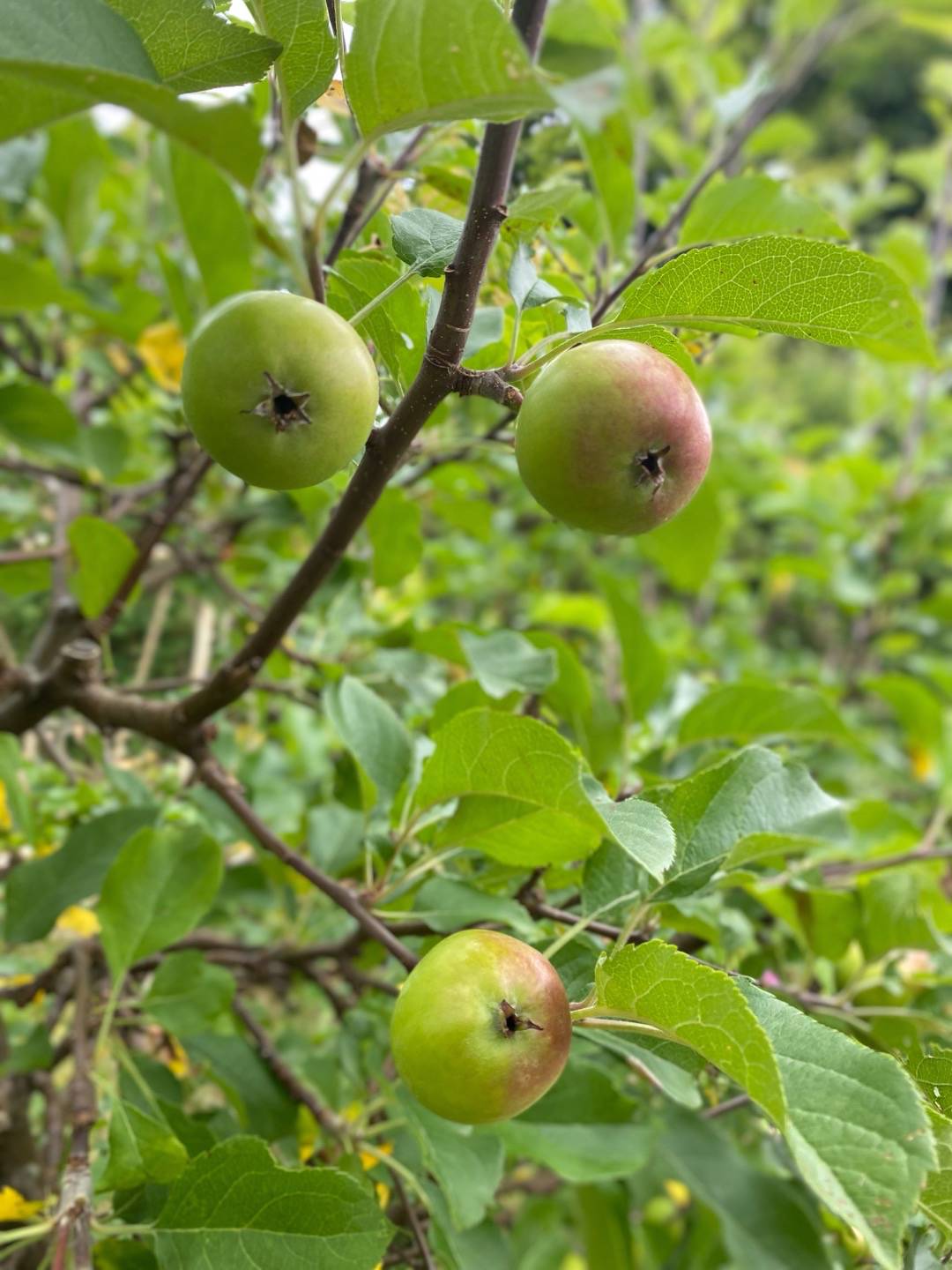 Äppelträd Rubinola
