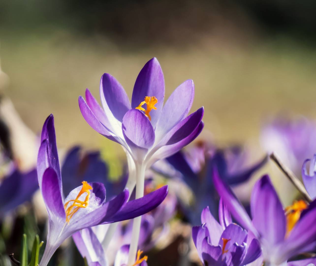 Krokus 