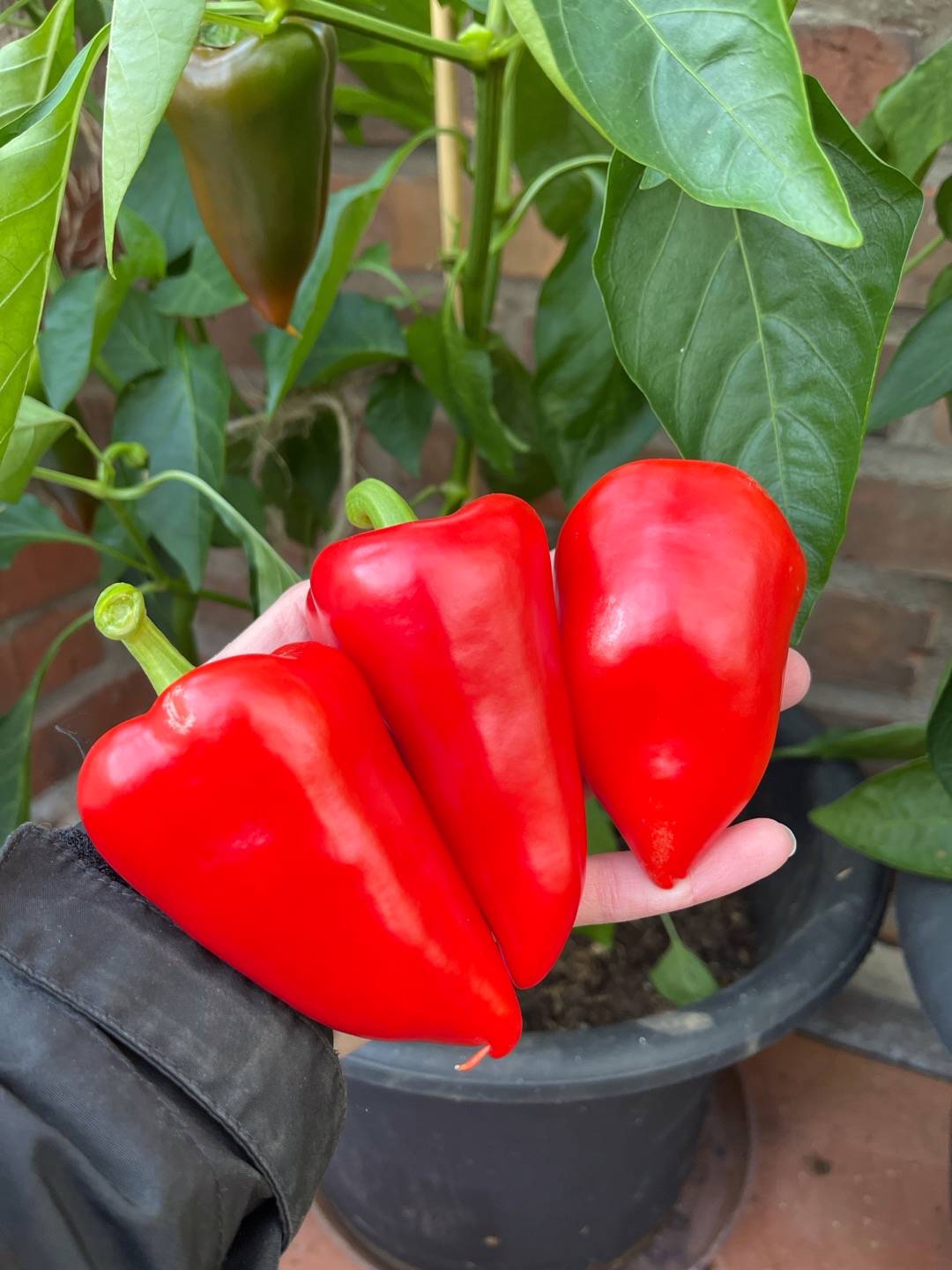 Paprika Yesil Tatli