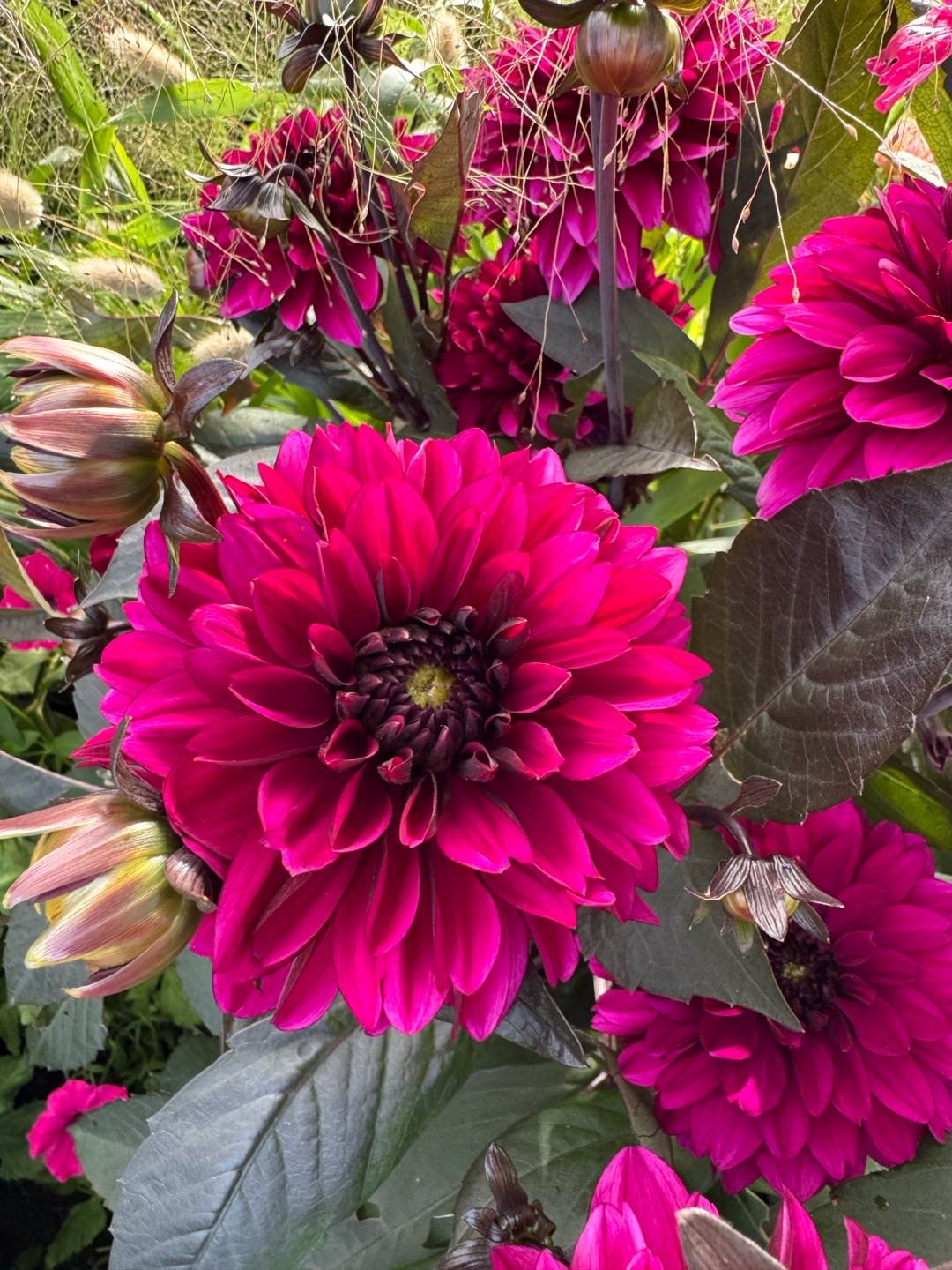 Dahlia Jennifer Mary Ellen