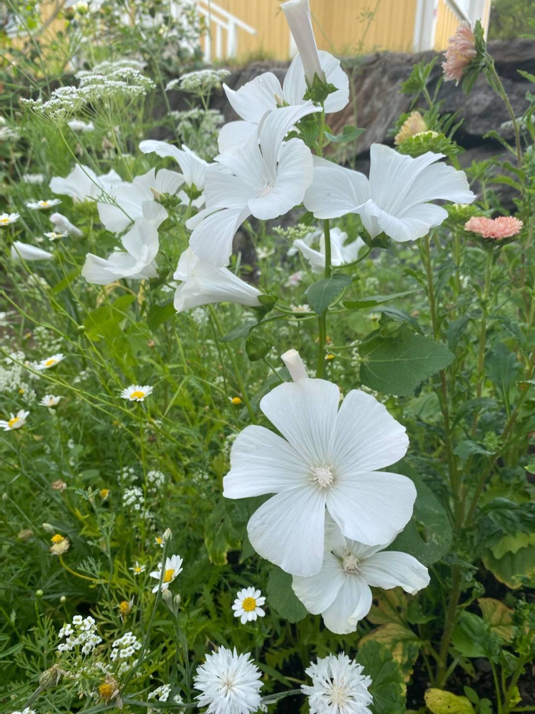 Sommarmalva Mont Blanc