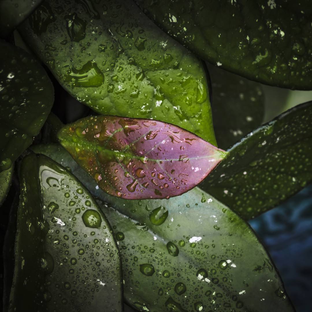Porslinsblomma 