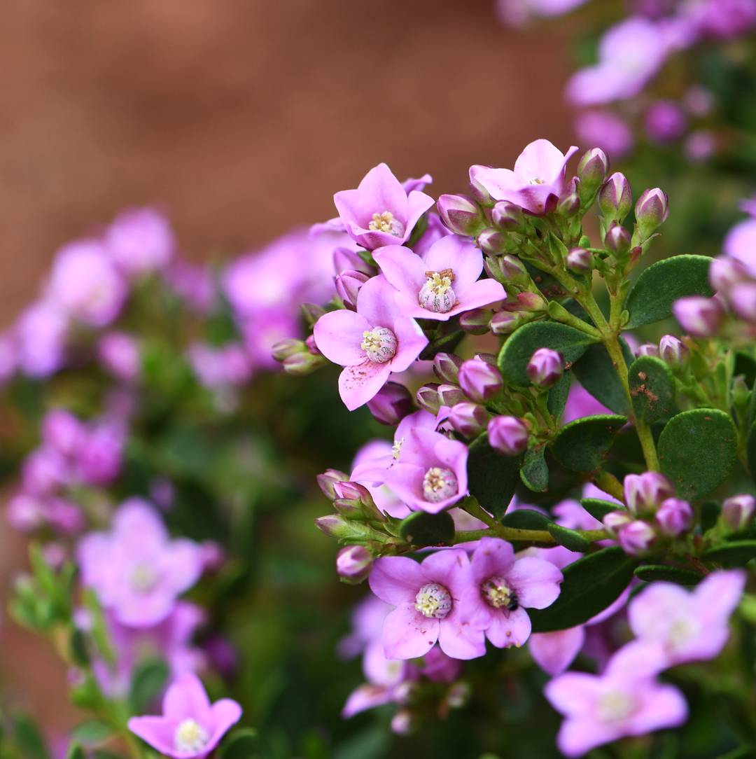 Boronia 
