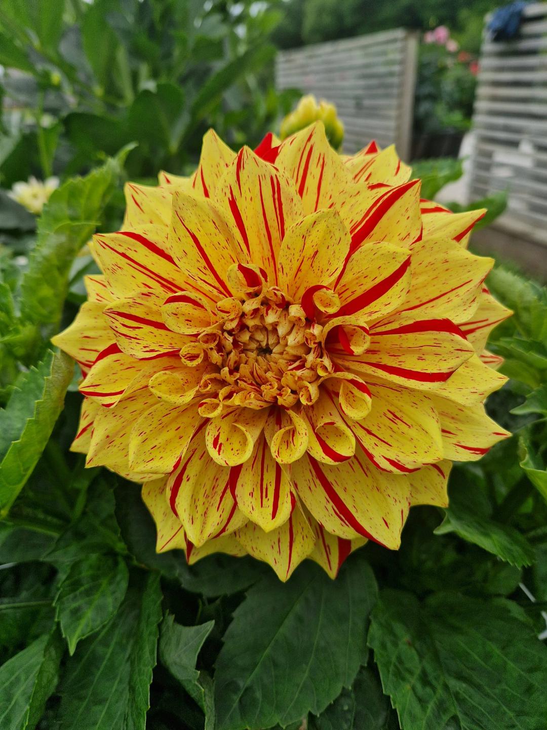 Dahlia Gloriosa