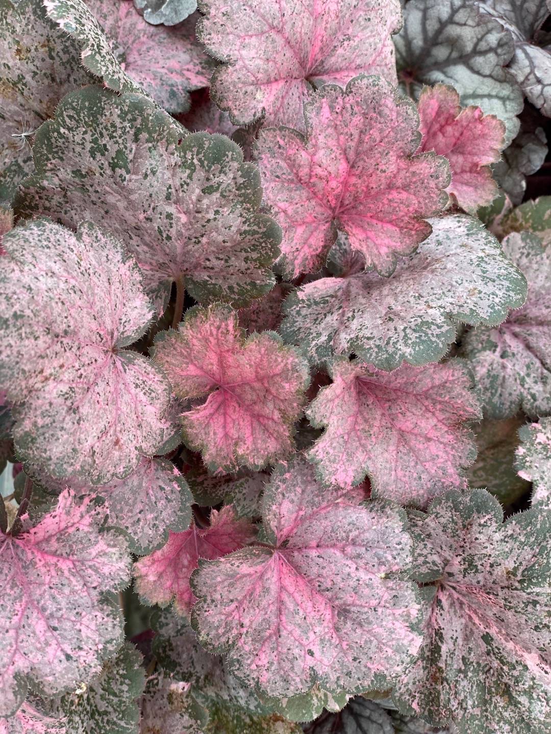 Oh!Garden - Alunrot Pinky Panky