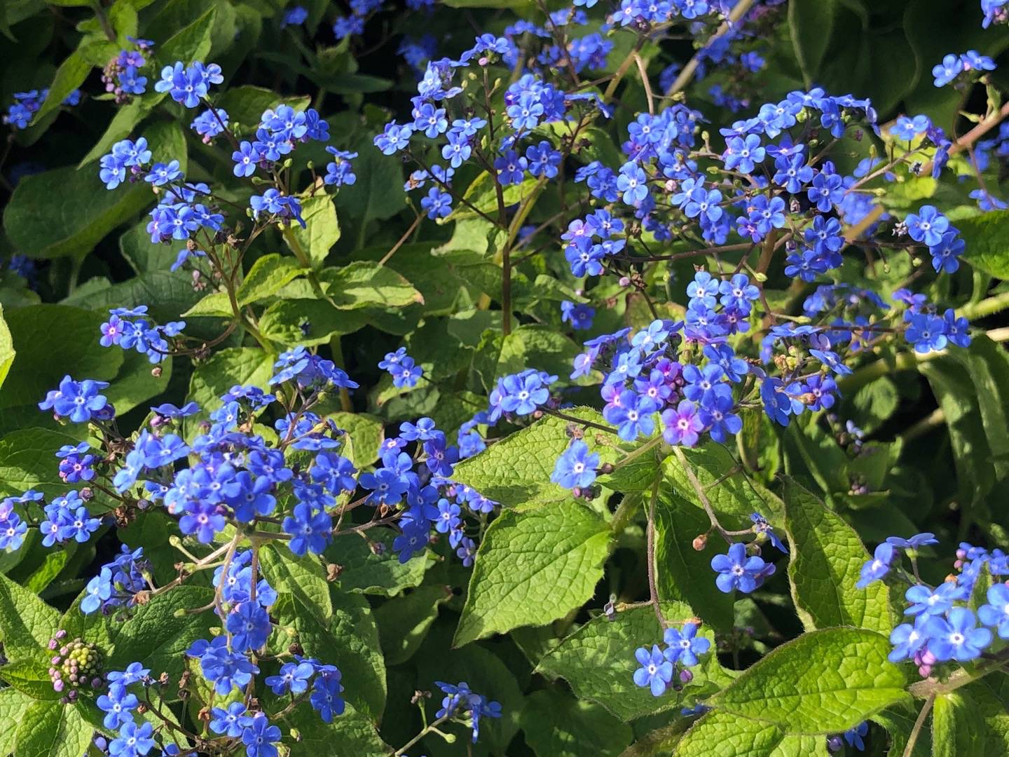 Rensättra trädgård