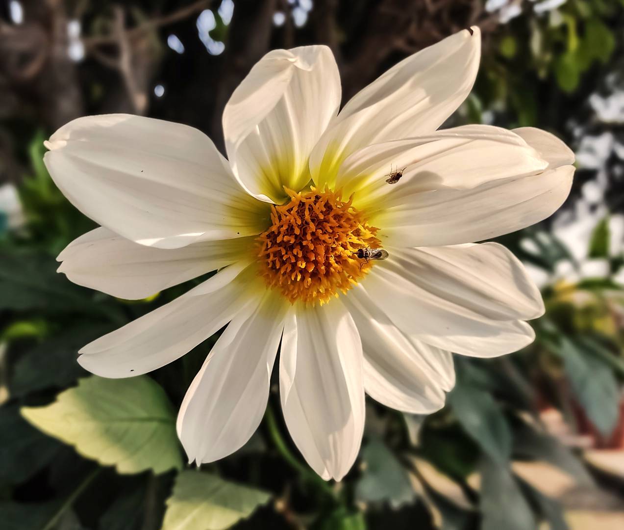 Dahlia Twyning's After Eight
