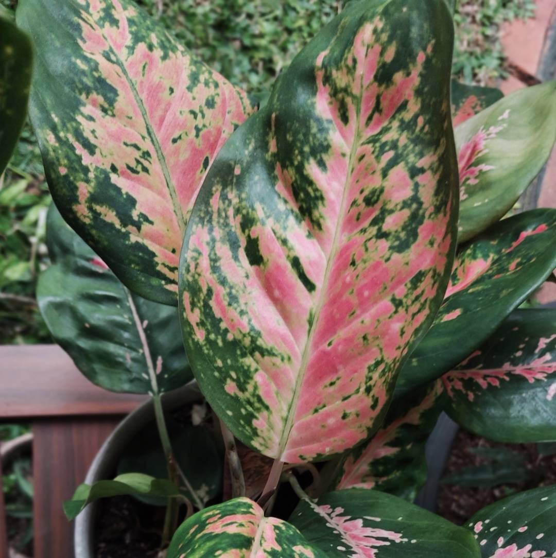 Silverkalla Pink Princess