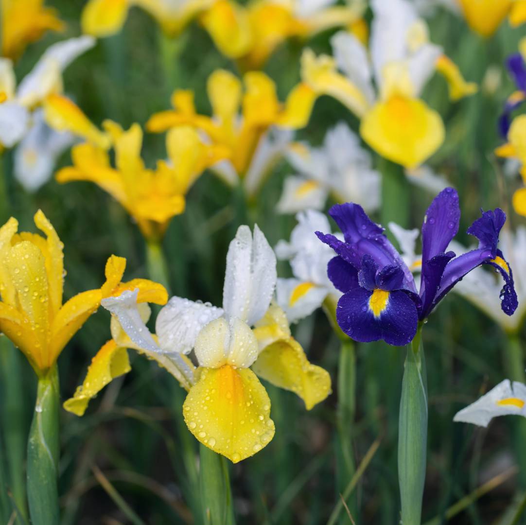 Holländsk Iris 