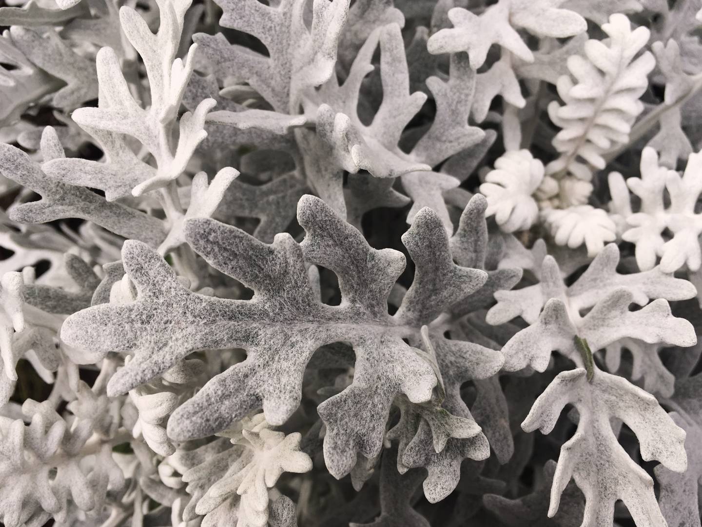 Silverek Silver Dust