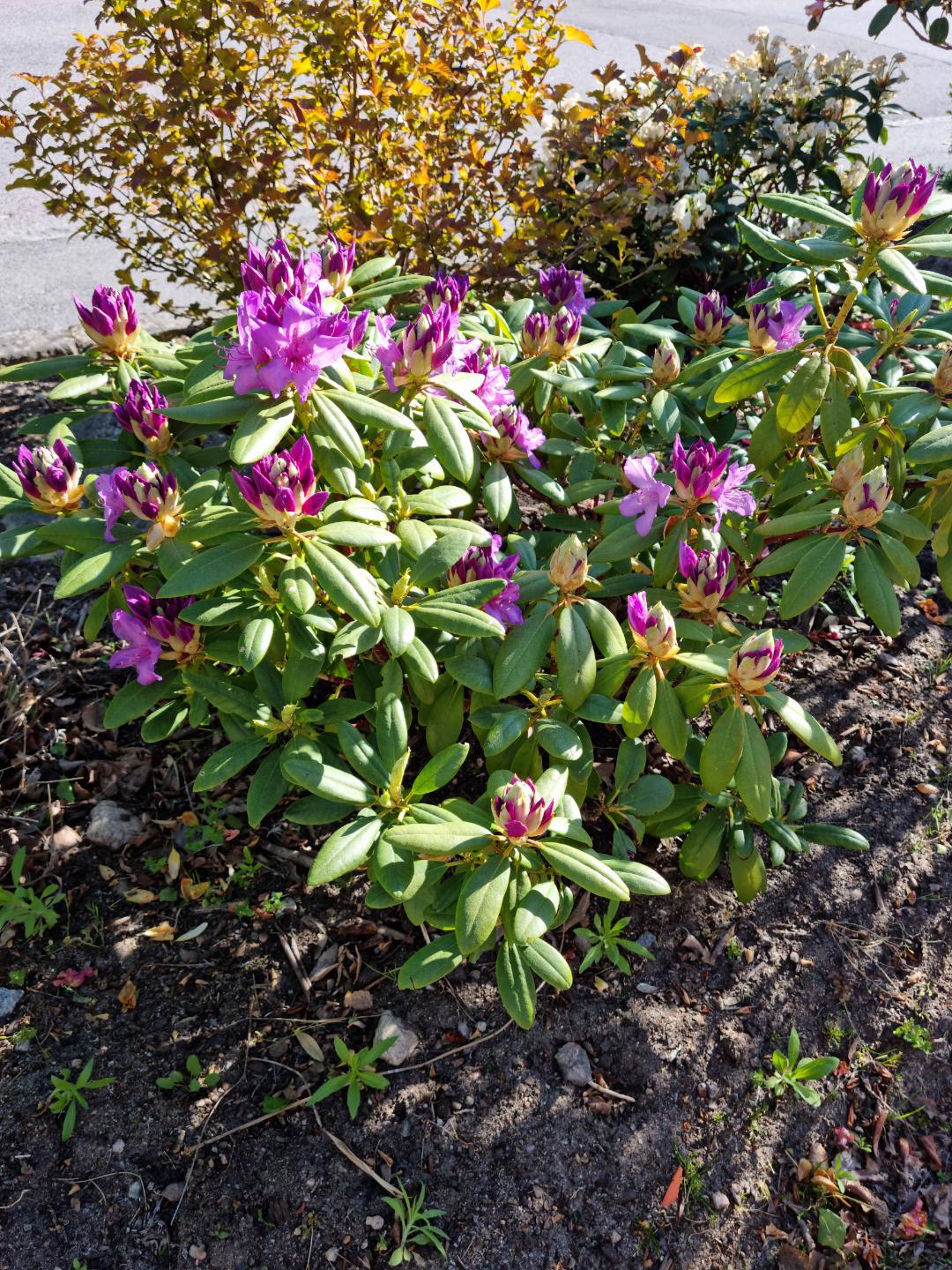 Oh!Garden - Pontisk Rhododendron