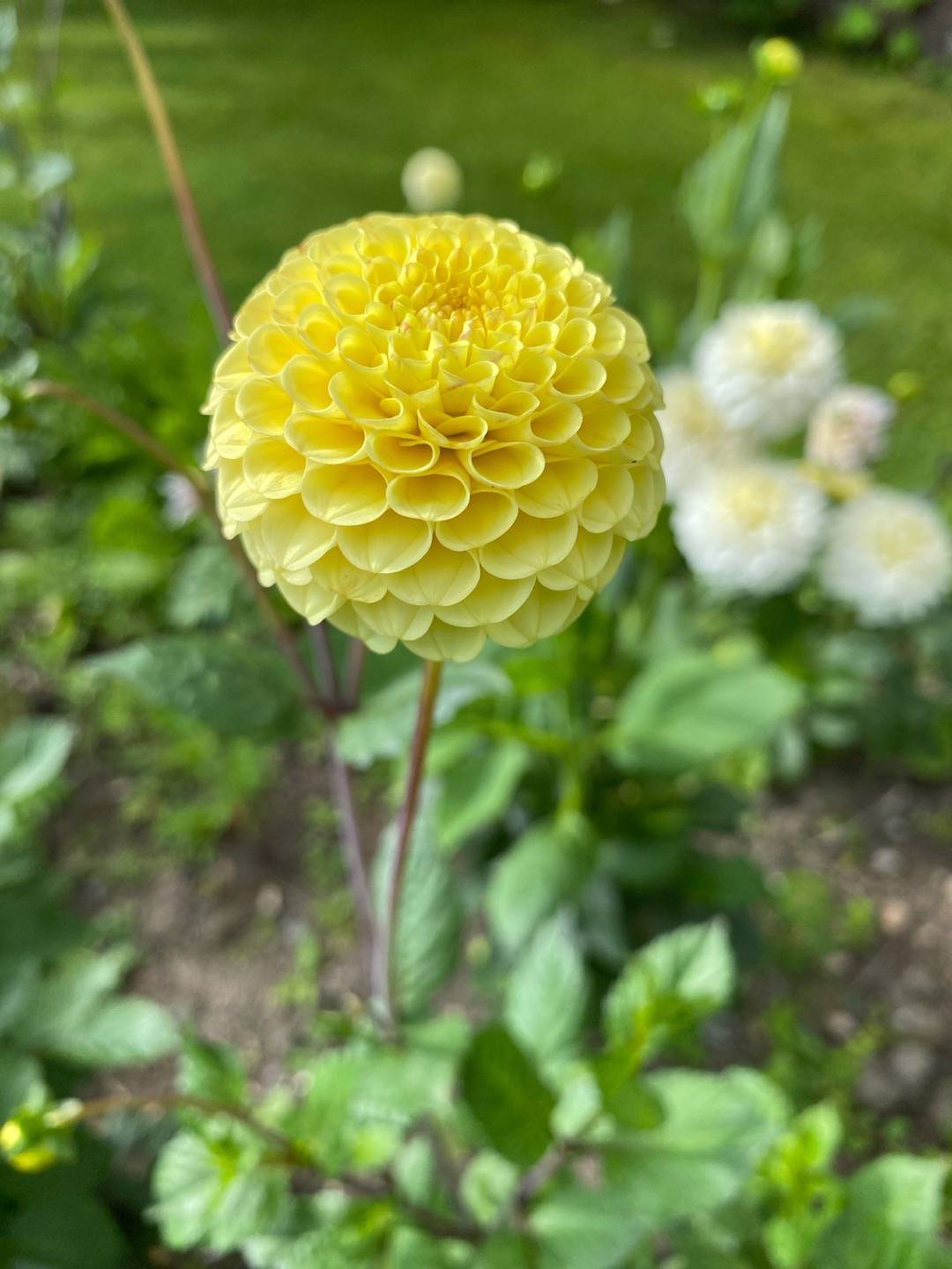 Petra på Blomstervägen