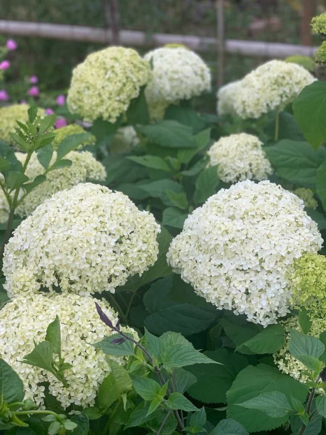 Vidjehortensia Annabelle