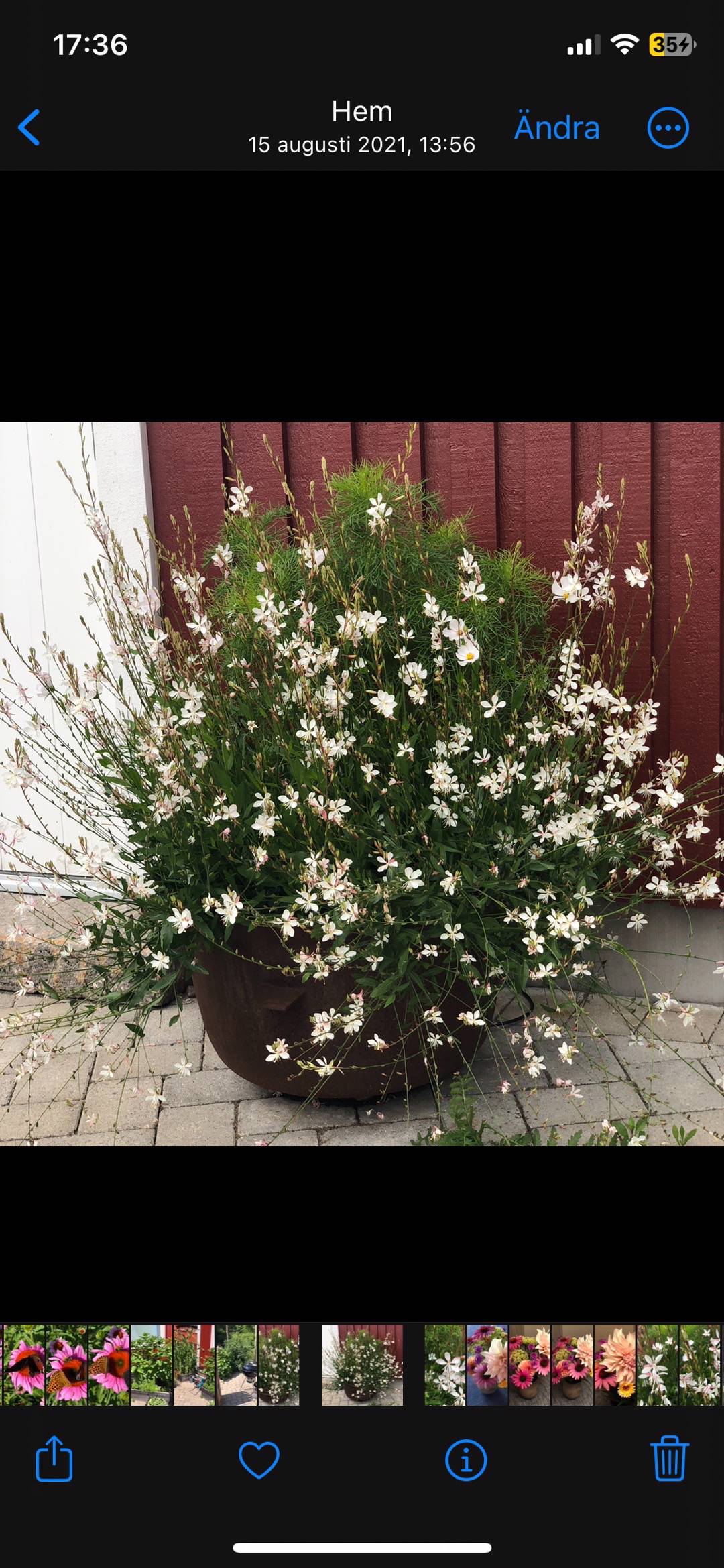 Rensättra trädgård