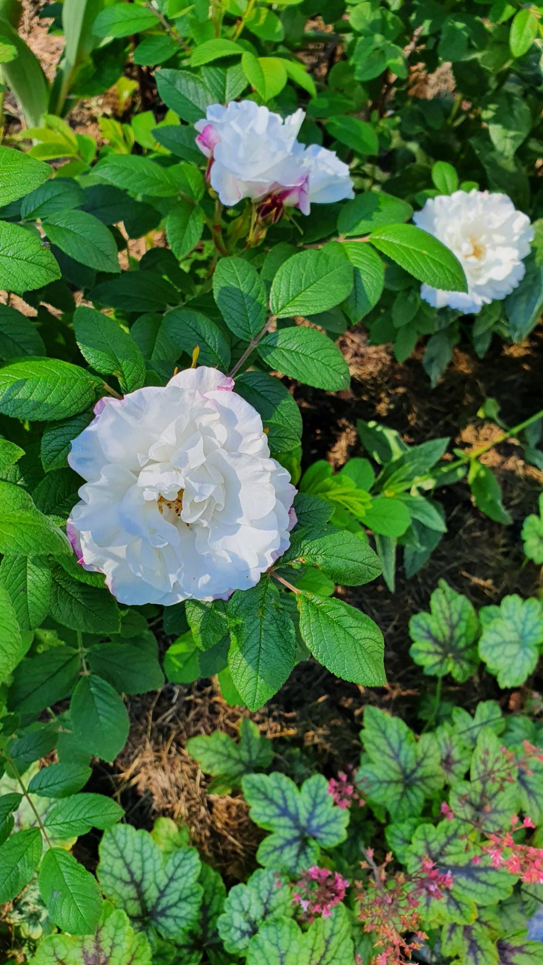 Wiklanders Trädgård