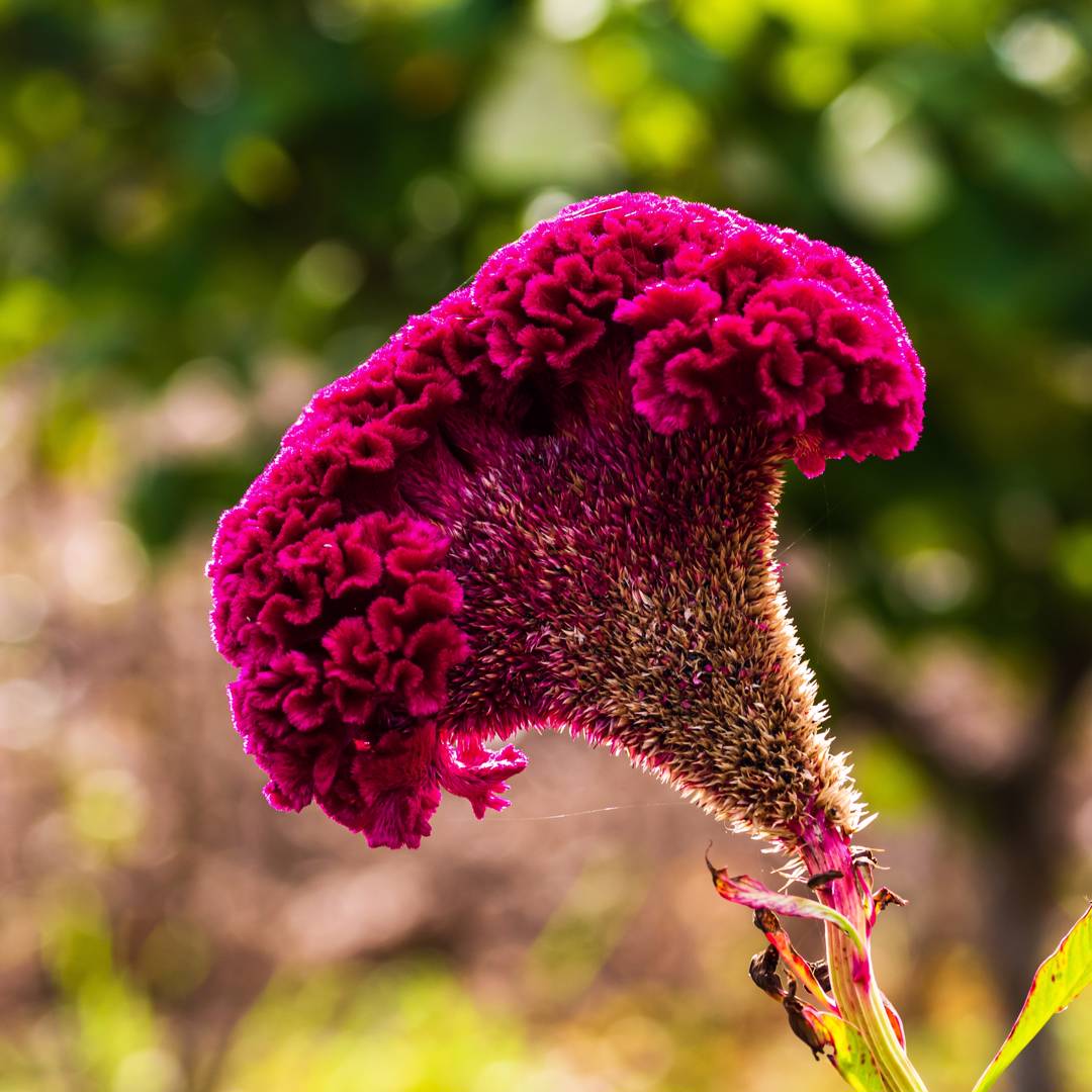 Celosia 