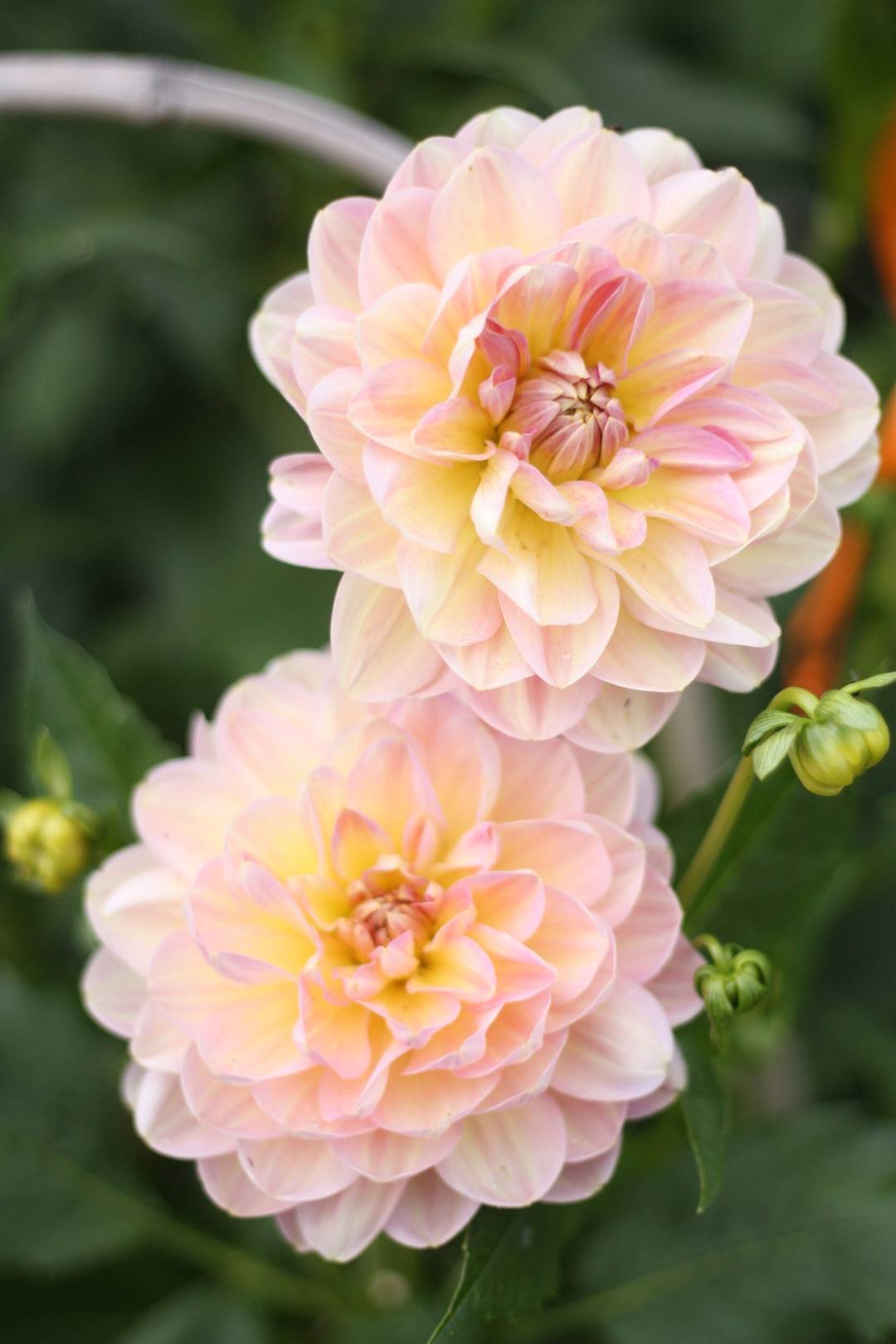 Oh!Garden Dahlia Hapet Old Charm