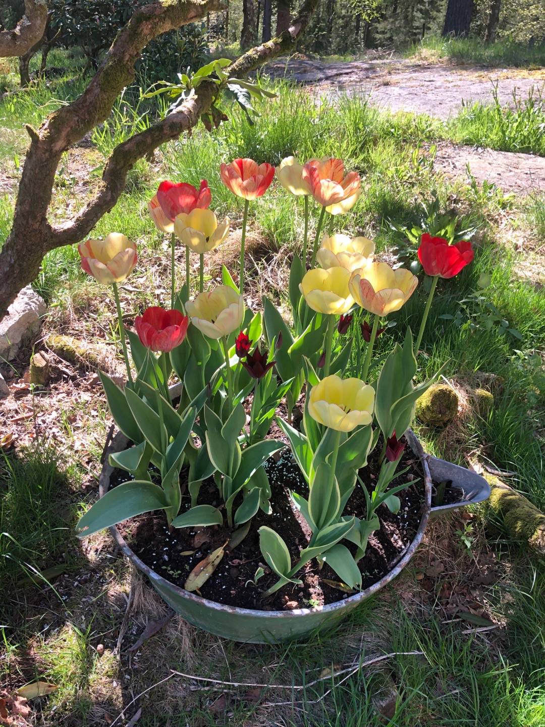 Pensionat Graneliden