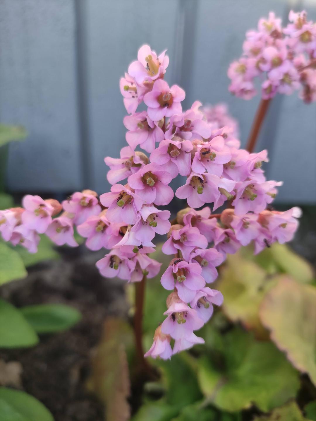 Hjärtbergenia Möja