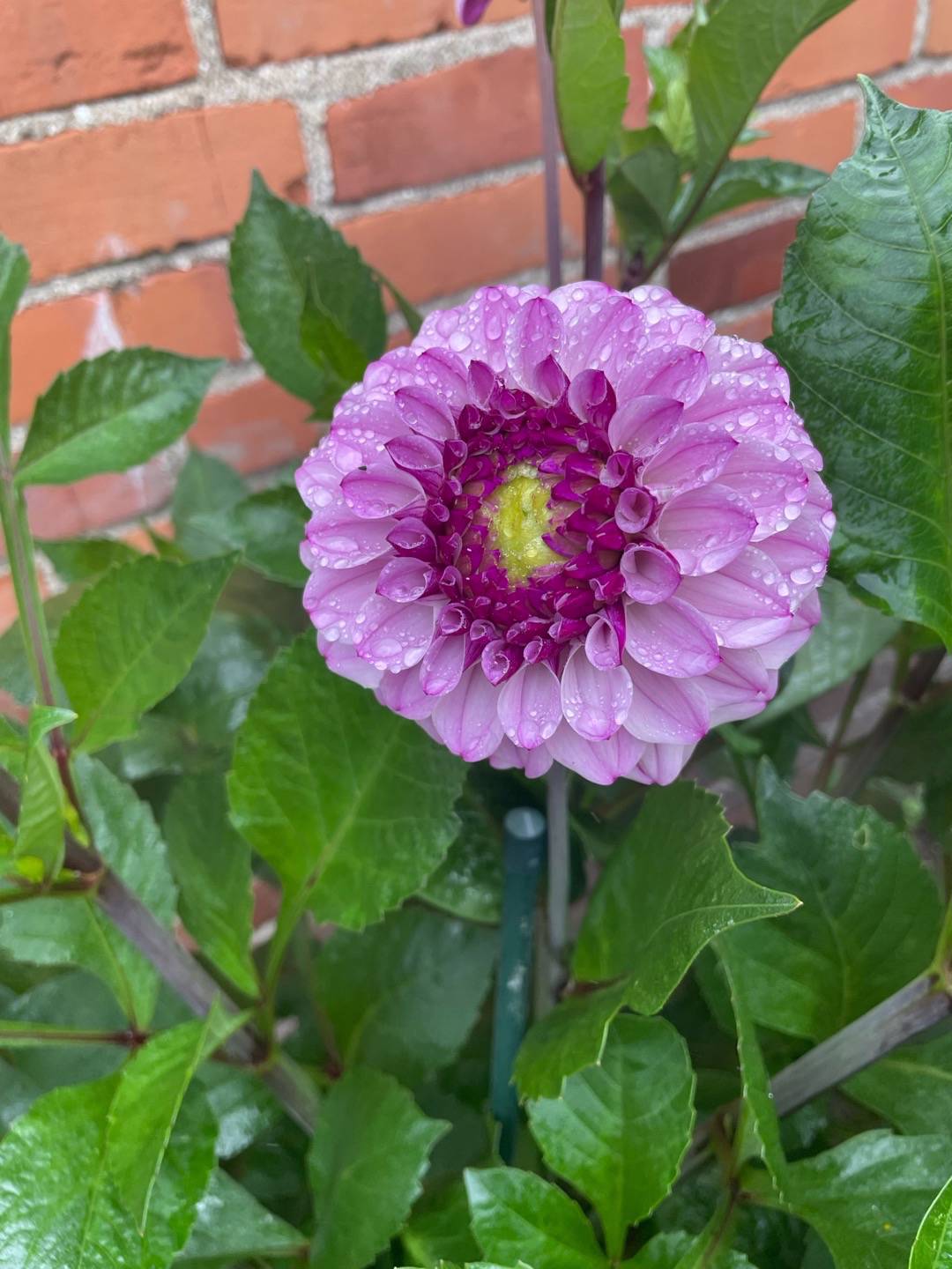 Dahlia Columbus
