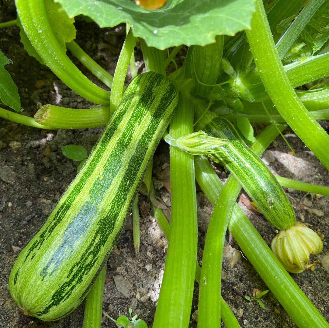 Squash Cocozelle