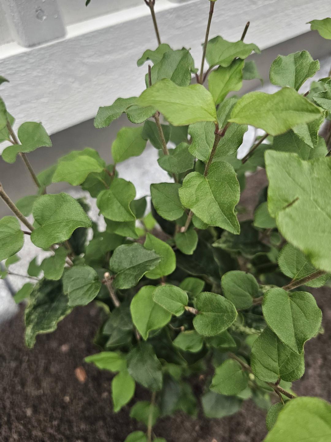 Dvärgsyren Bloomerang Dark Purple