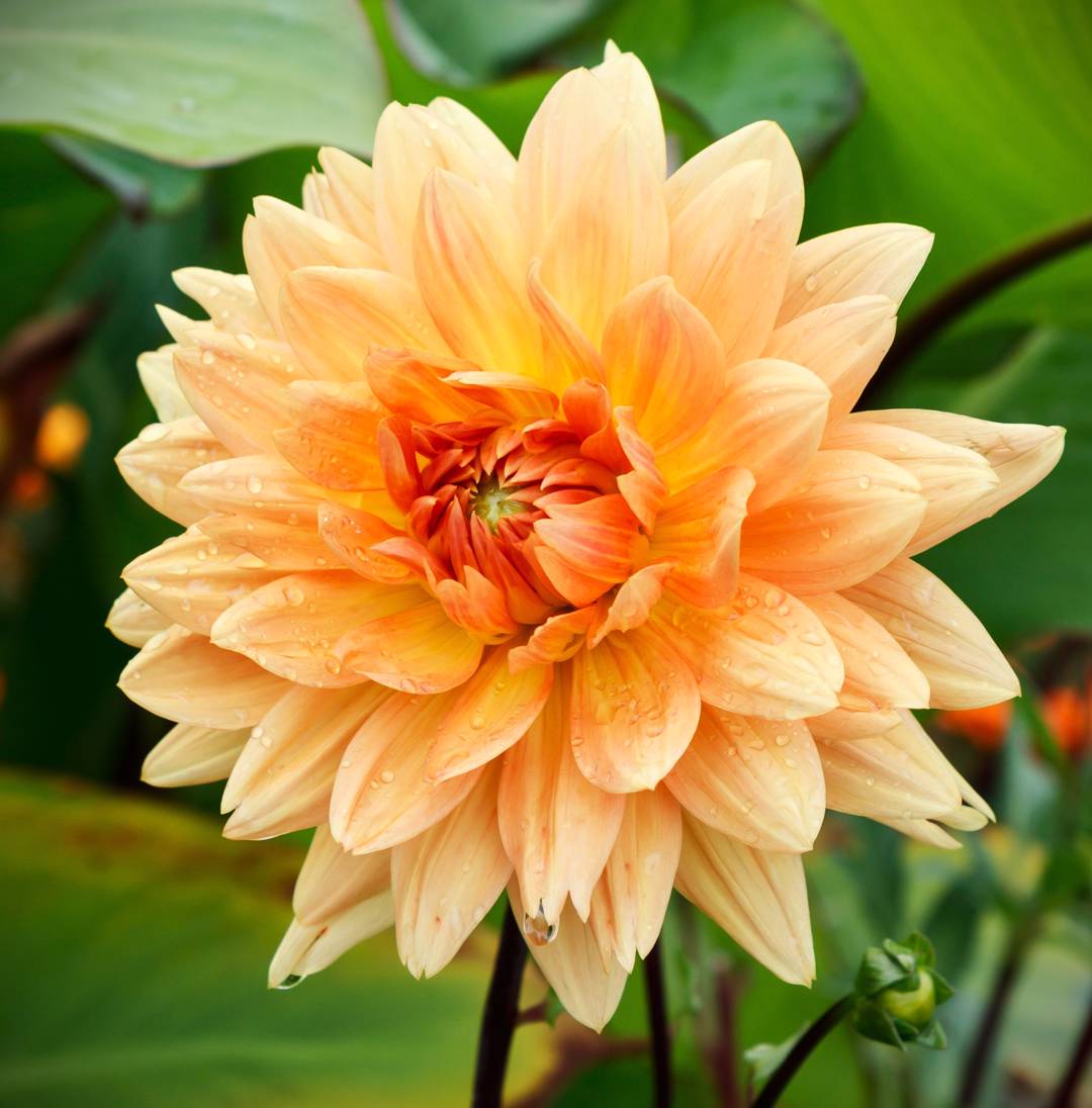 Dahlia Glorie van Noordwijk