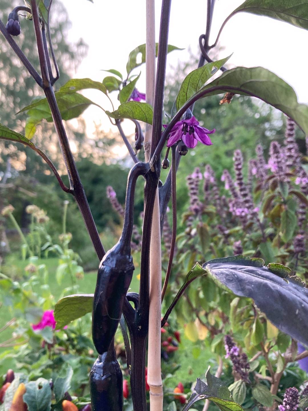 Chilipeppar Czechoslovakian Black