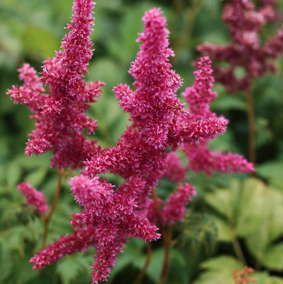 Silverastilbe Bremen