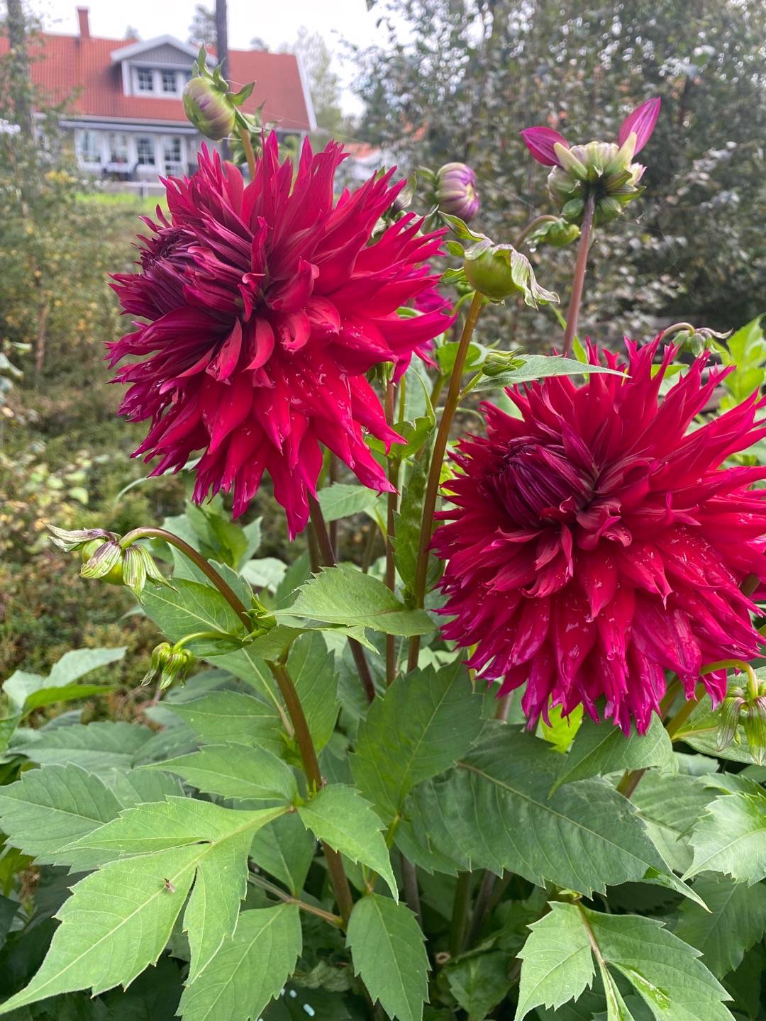 Dahlia Kenora Macop-B