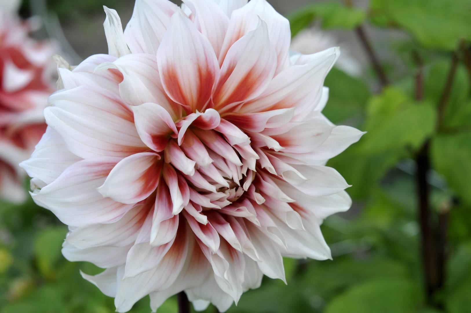 Dahlia Frost Nip