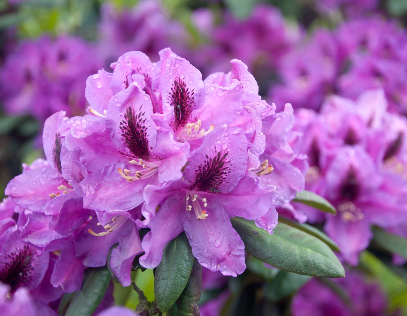 Rhododendron 
