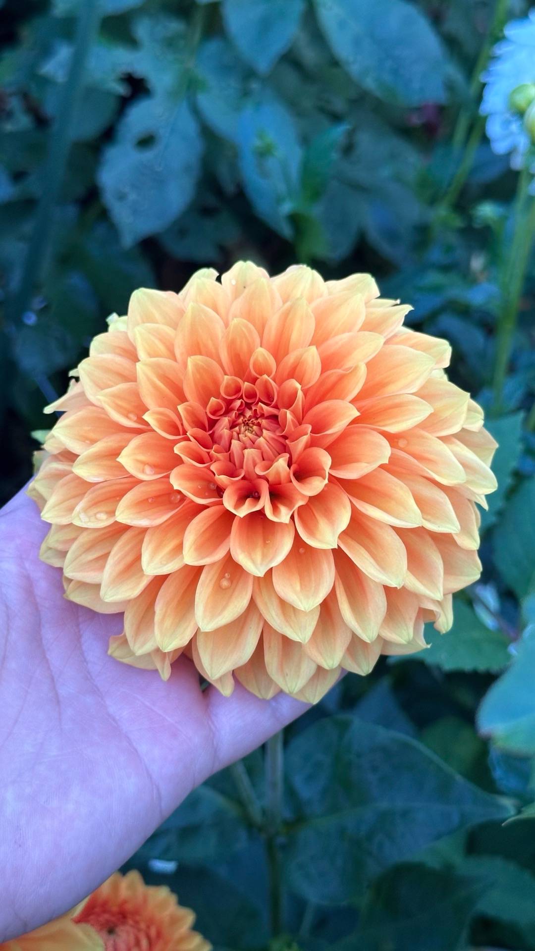 Dahlia Amber Crystal