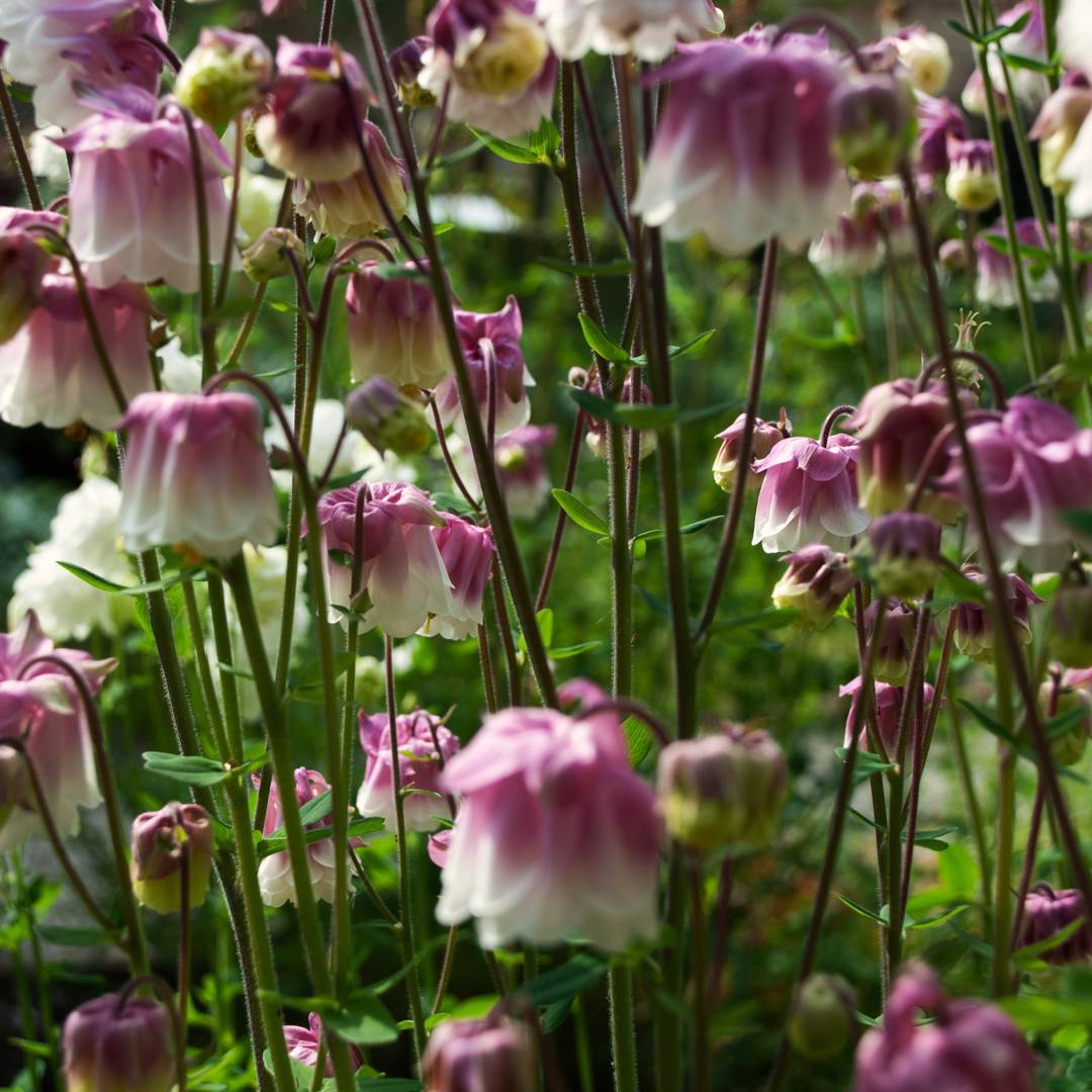 Akleja Pink Petticoat