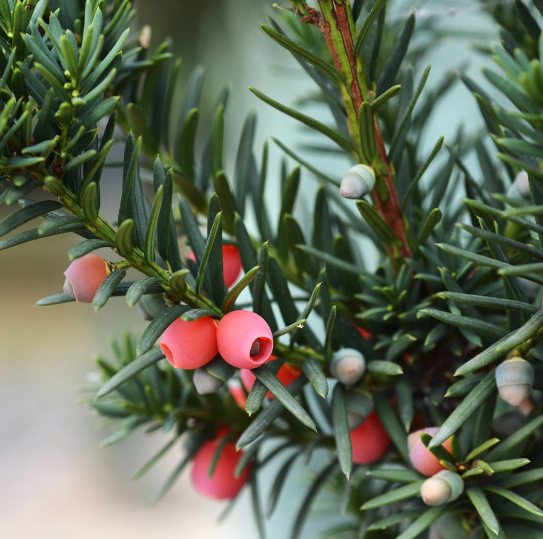 Hybrididegran Hicksii