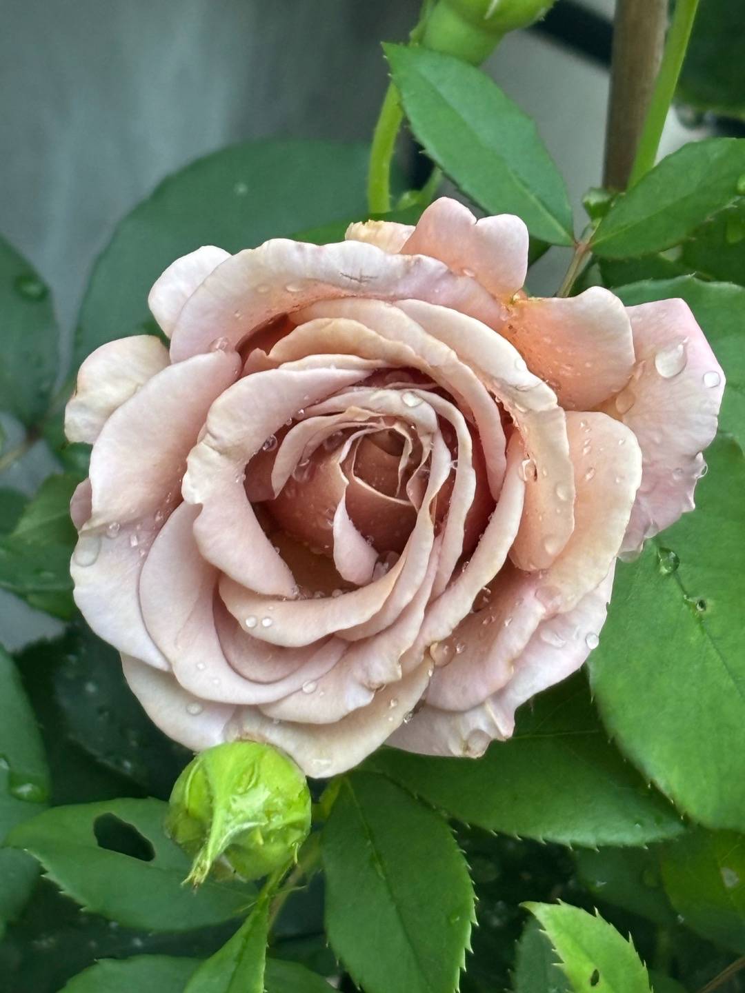 Sjöstadens blomsterträdgård