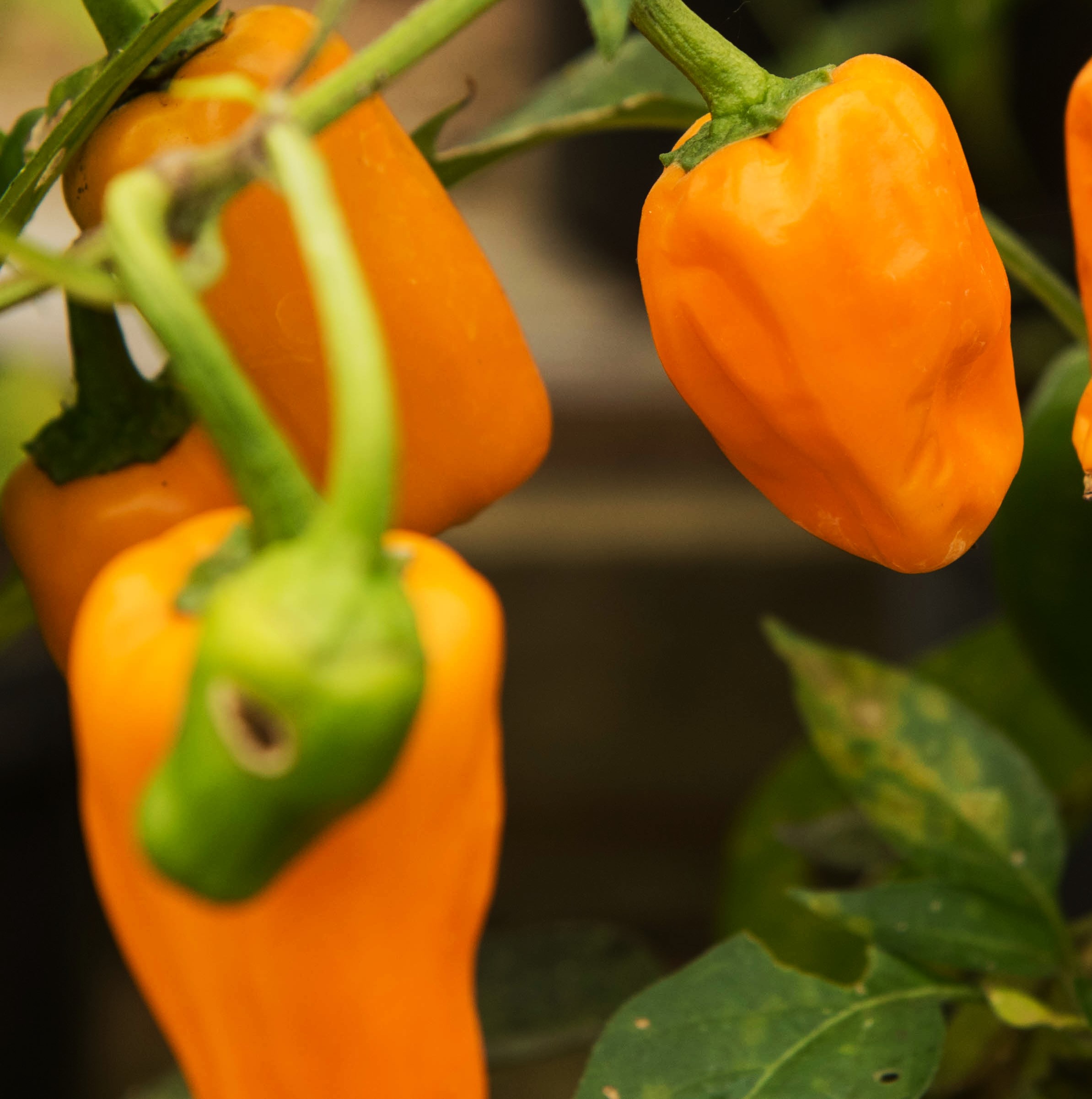 Chilipeppar Cheyenne