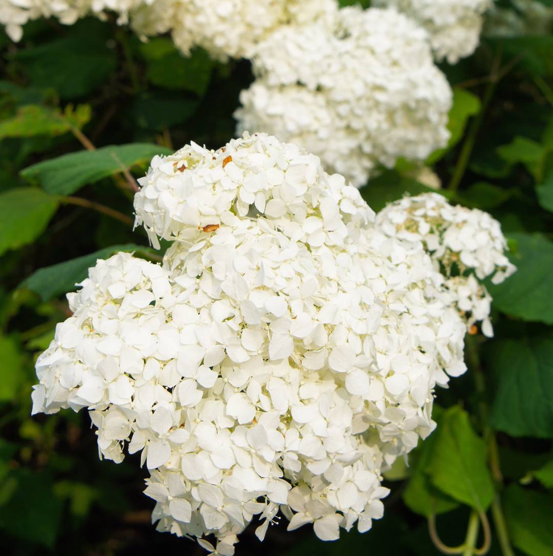 Syrenhortensia Silver Dollar