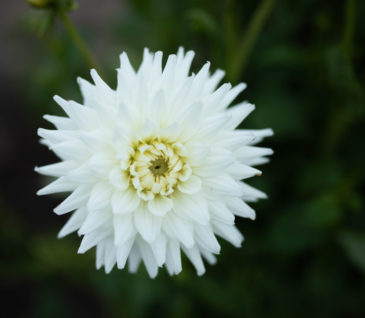 Dahlia White Val's Candy