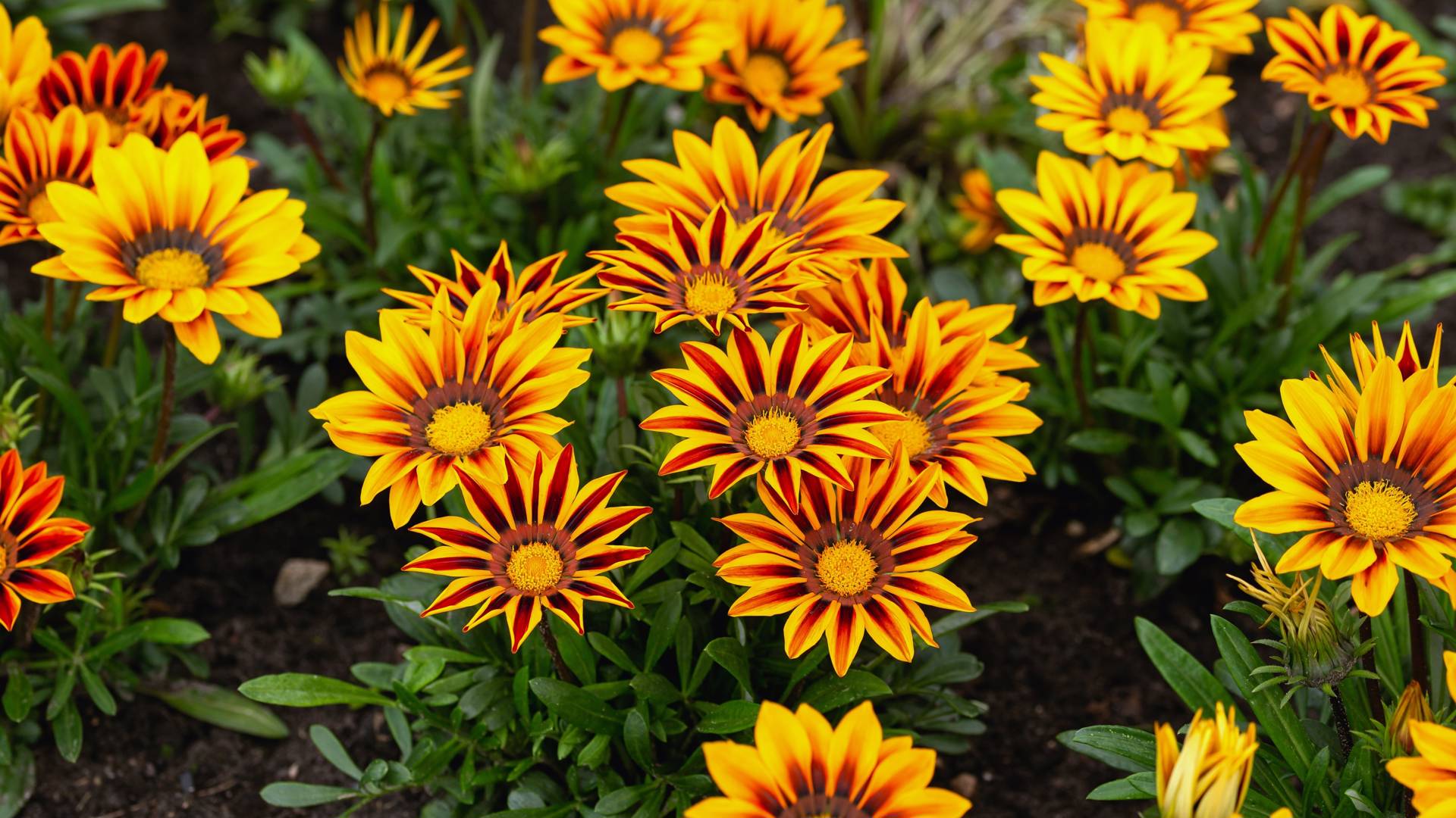 Påfågelsblomster 