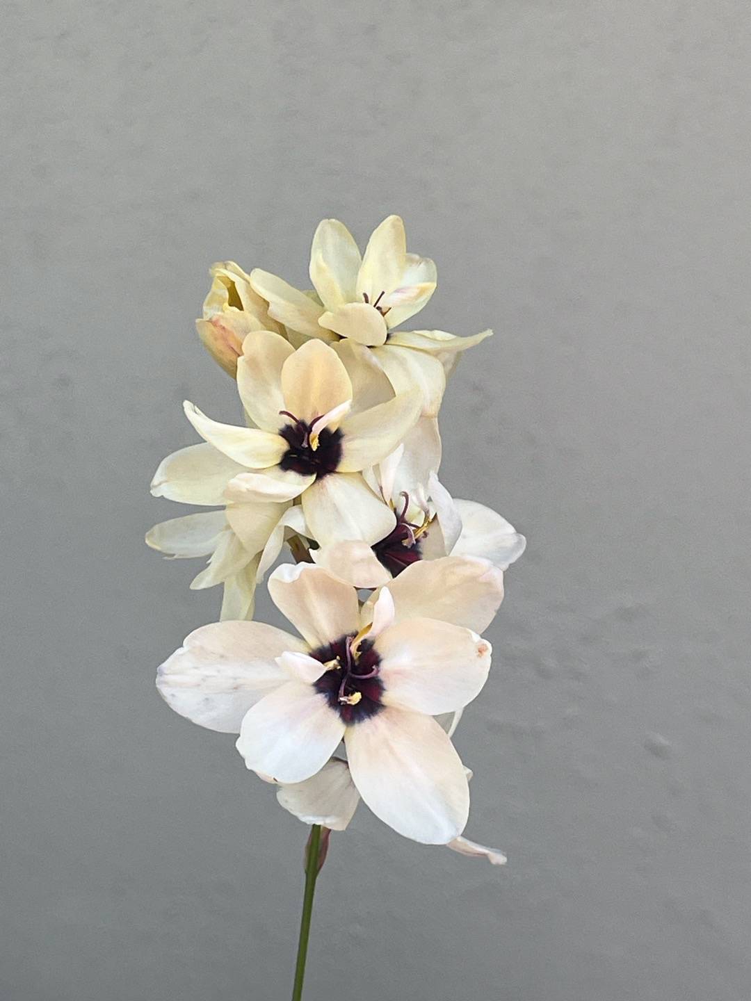 Ixia Giant
