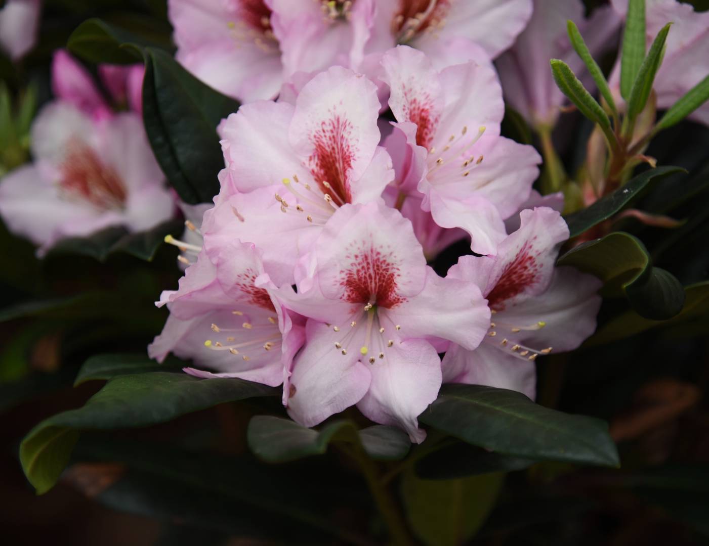 Rhododendron Diadem