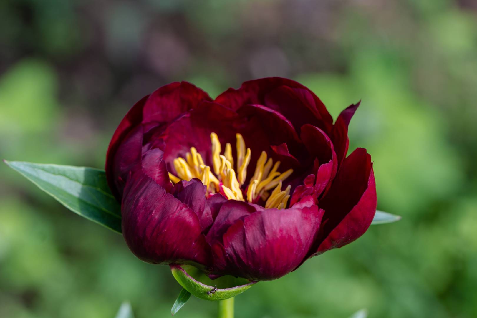 Pion Buckeye Belle