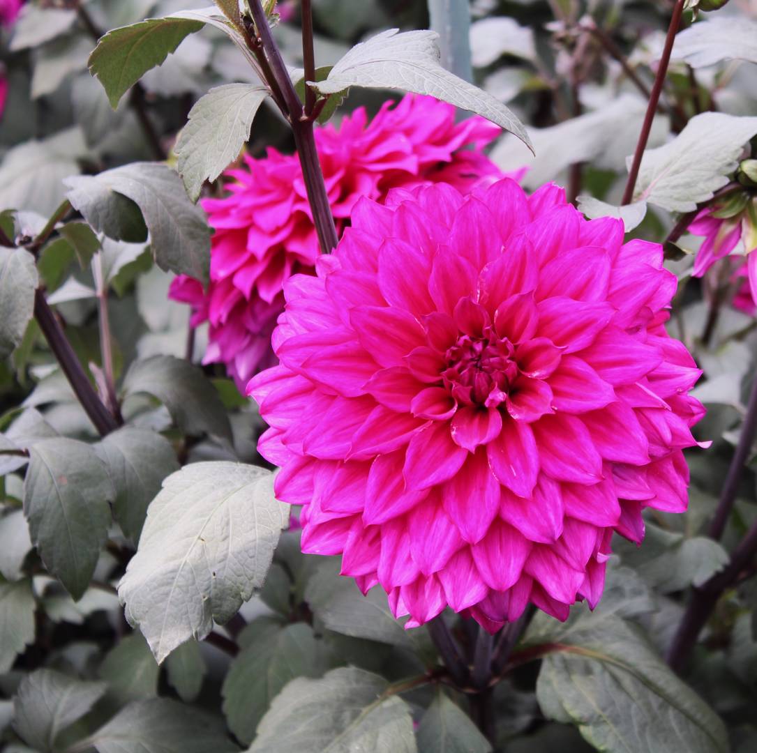 Dahlia Engelhardt's Matador