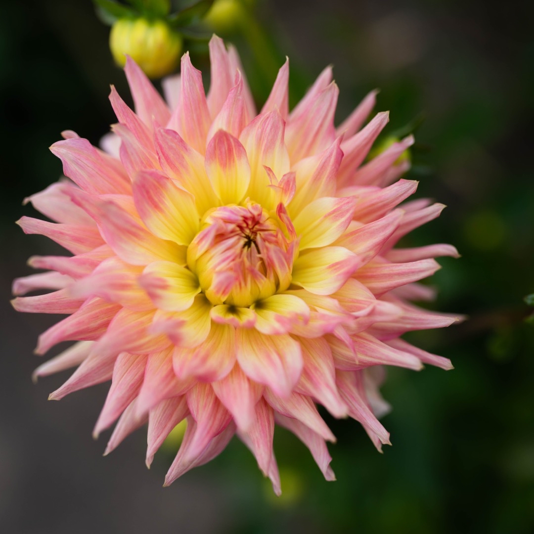 Dahlia Grenidor Pastelle